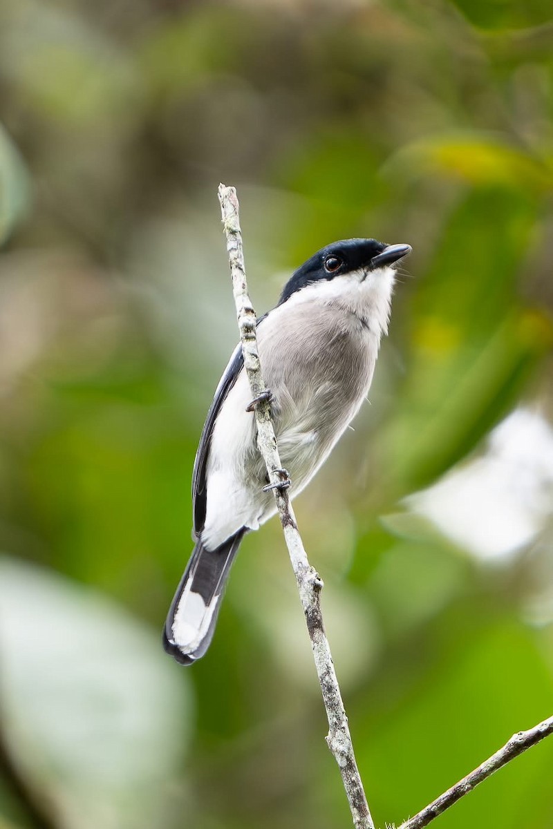 Bar-winged Flycatcher-shrike - ML642213459