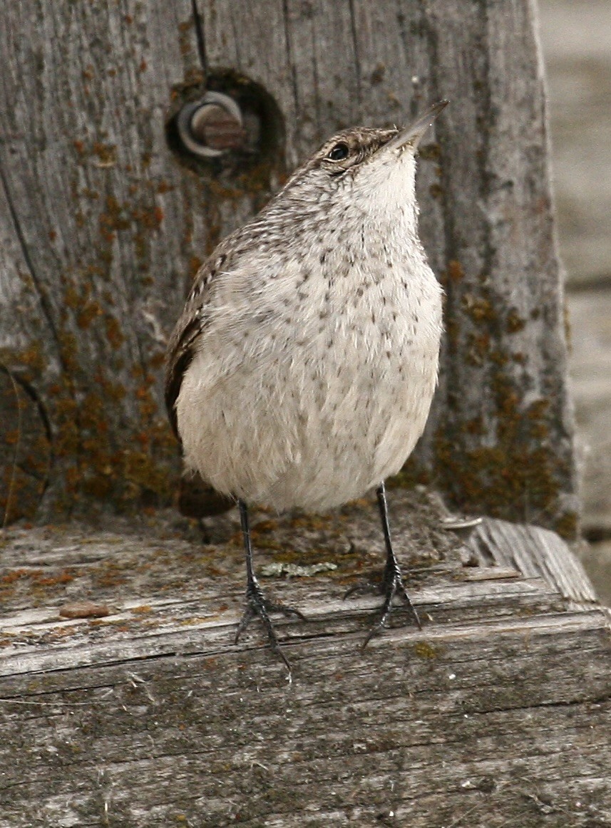 Rock Wren - ML642213460