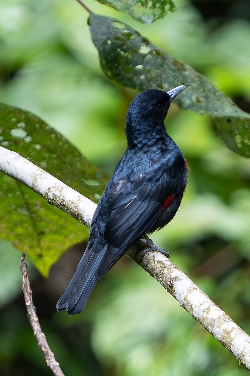 Black-and-crimson Oriole - ML642213465