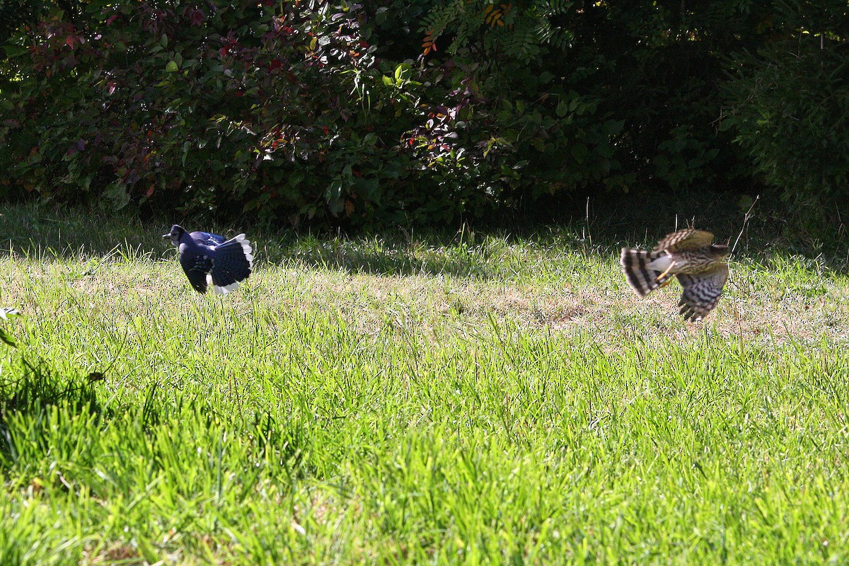 Sharp-shinned Hawk - ML642213474