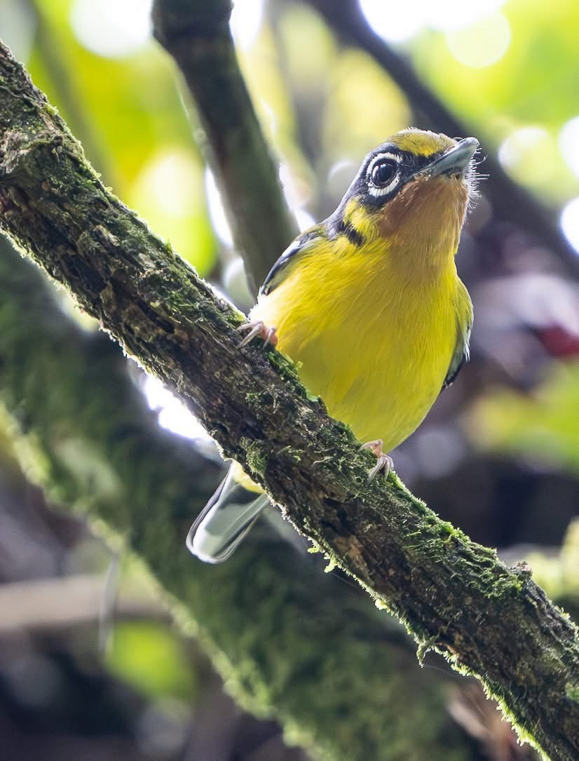 Black-eared Shrike-Babbler - ML642213480