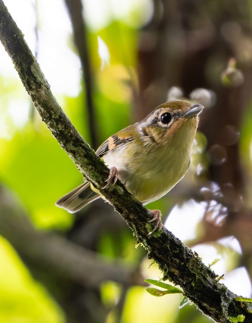 Black-eared Shrike-Babbler - ML642213481