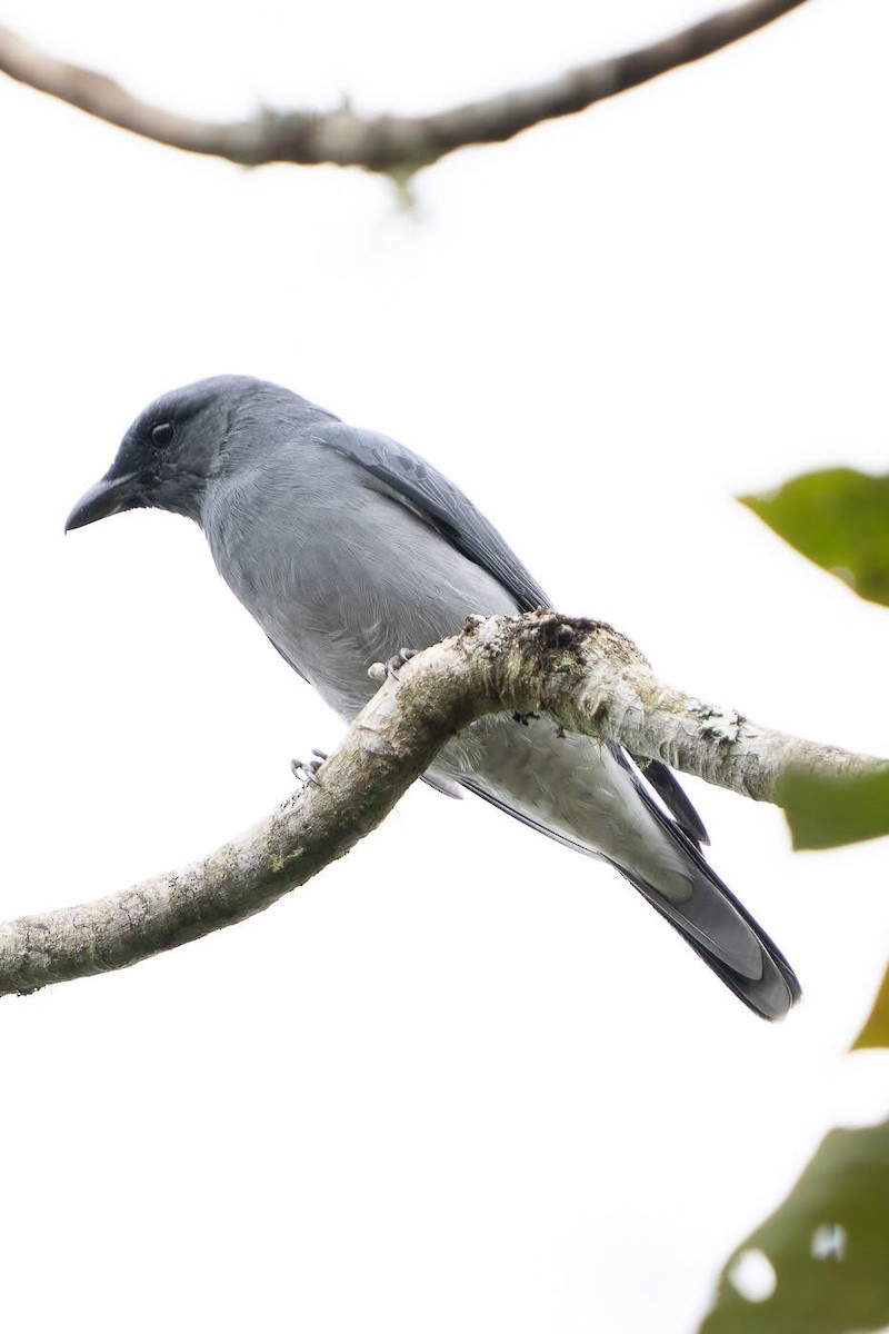 Malayan Cuckooshrike - ML642213486