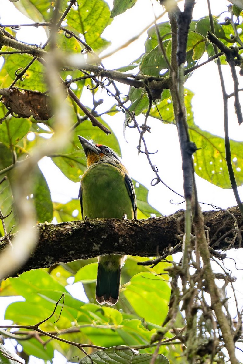 Golden-throated Barbet - ML642213492