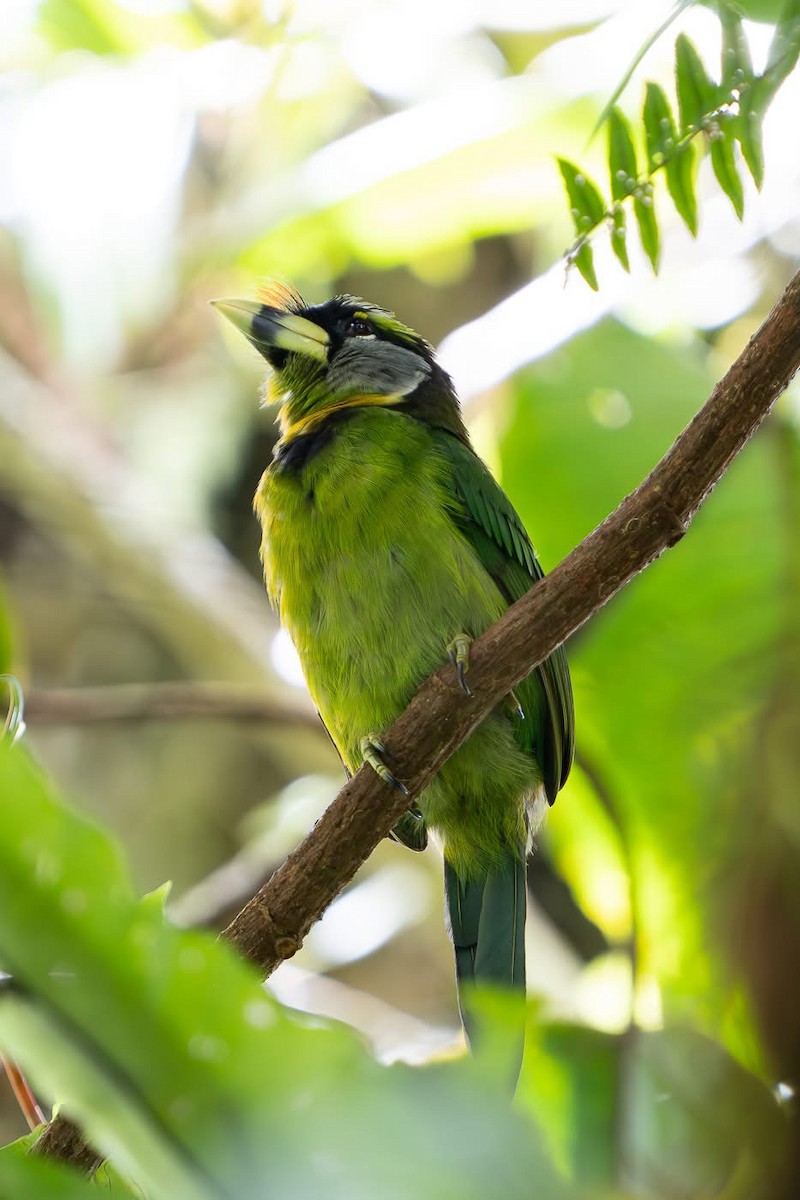 Fire-tufted Barbet - ML642213505