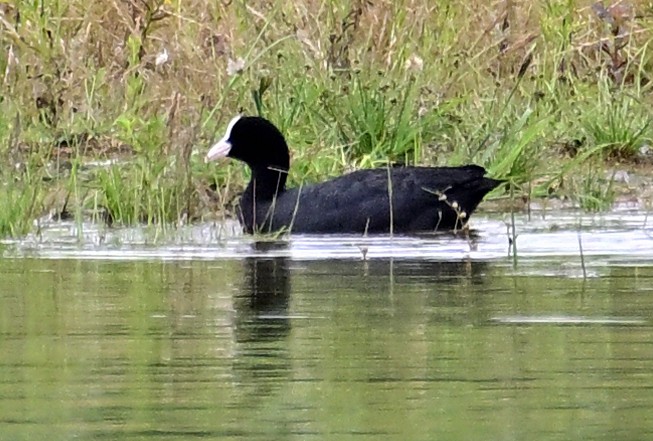 Eurasian Coot - ML642213510
