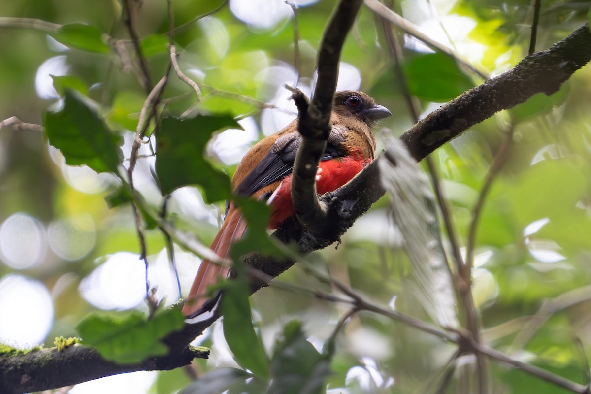 Red-headed Trogon - ML642213513