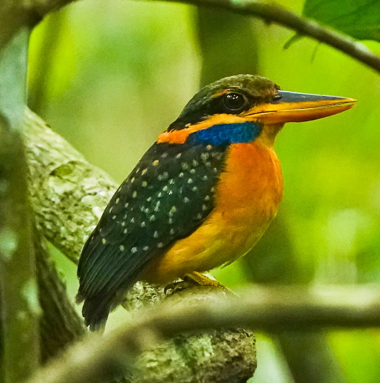 Rufous-collared Kingfisher - ML642213514