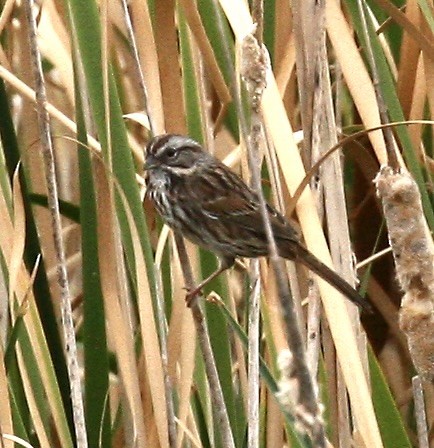 Song Sparrow - ML642213515