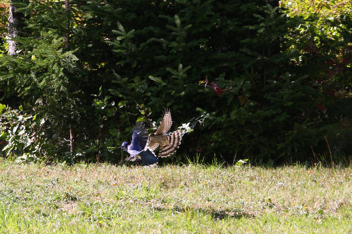 Sharp-shinned Hawk - ML642213518