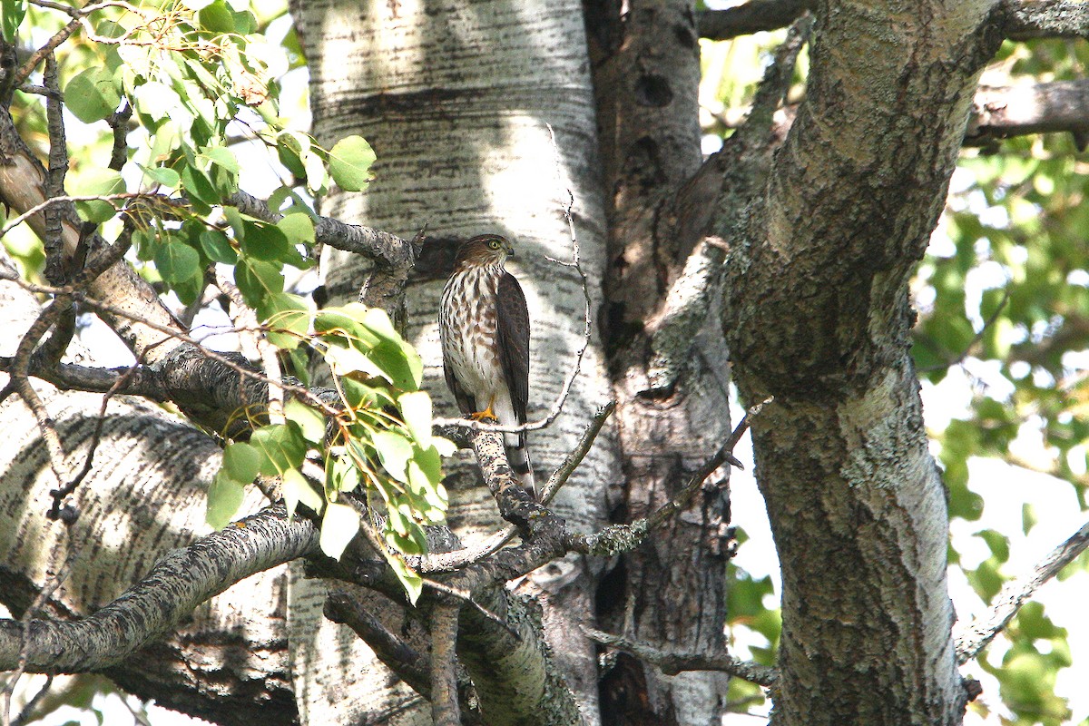 Sharp-shinned Hawk - ML642213519