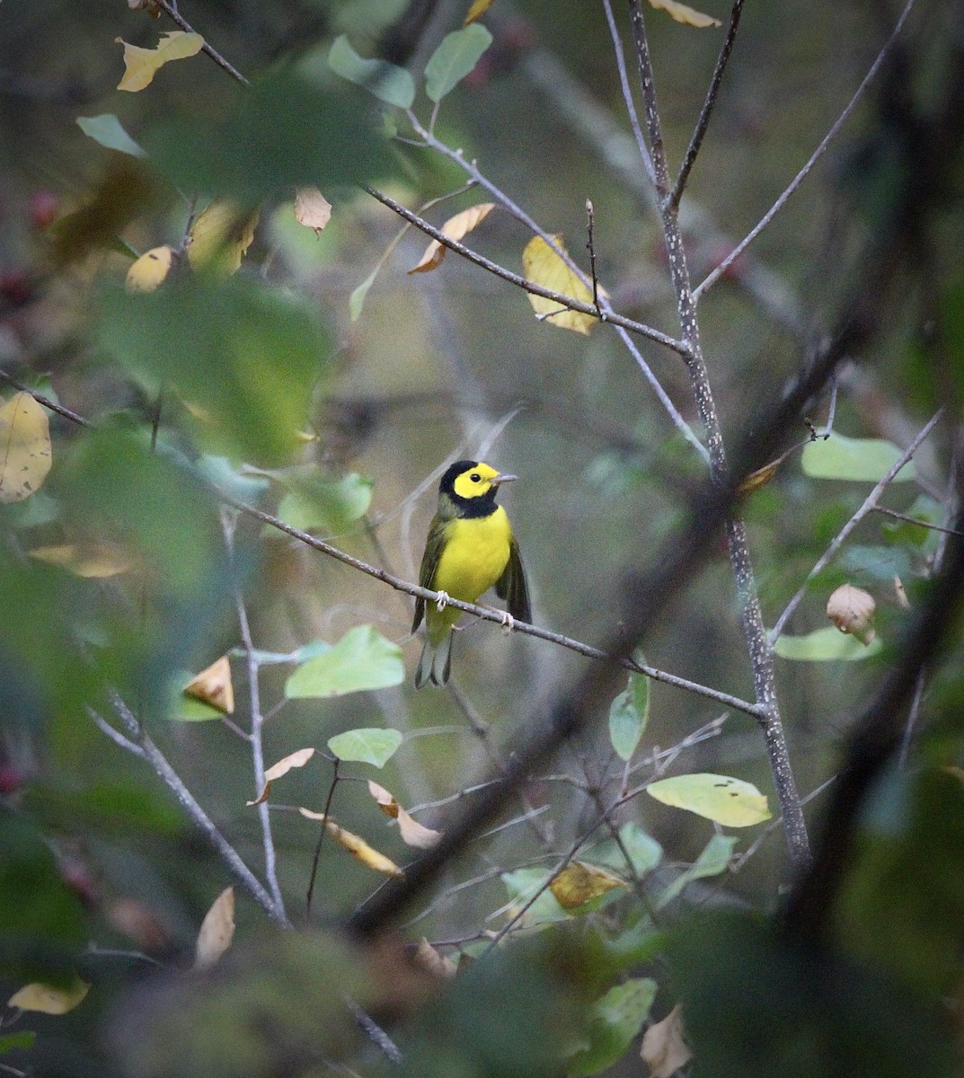 Hooded Warbler - ML642213520