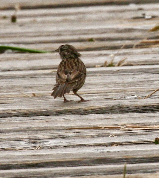 Song Sparrow - ML642213525