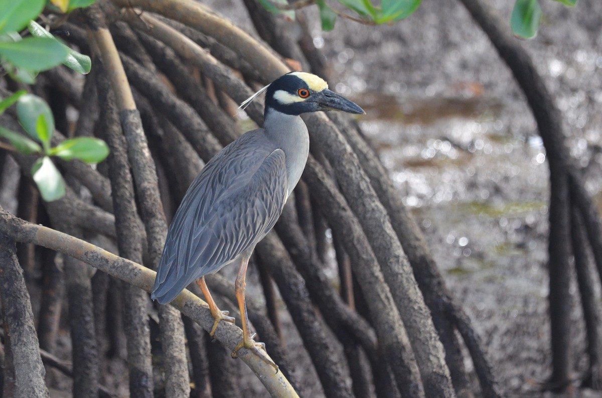 Yellow-crowned Night Heron - ML642213526
