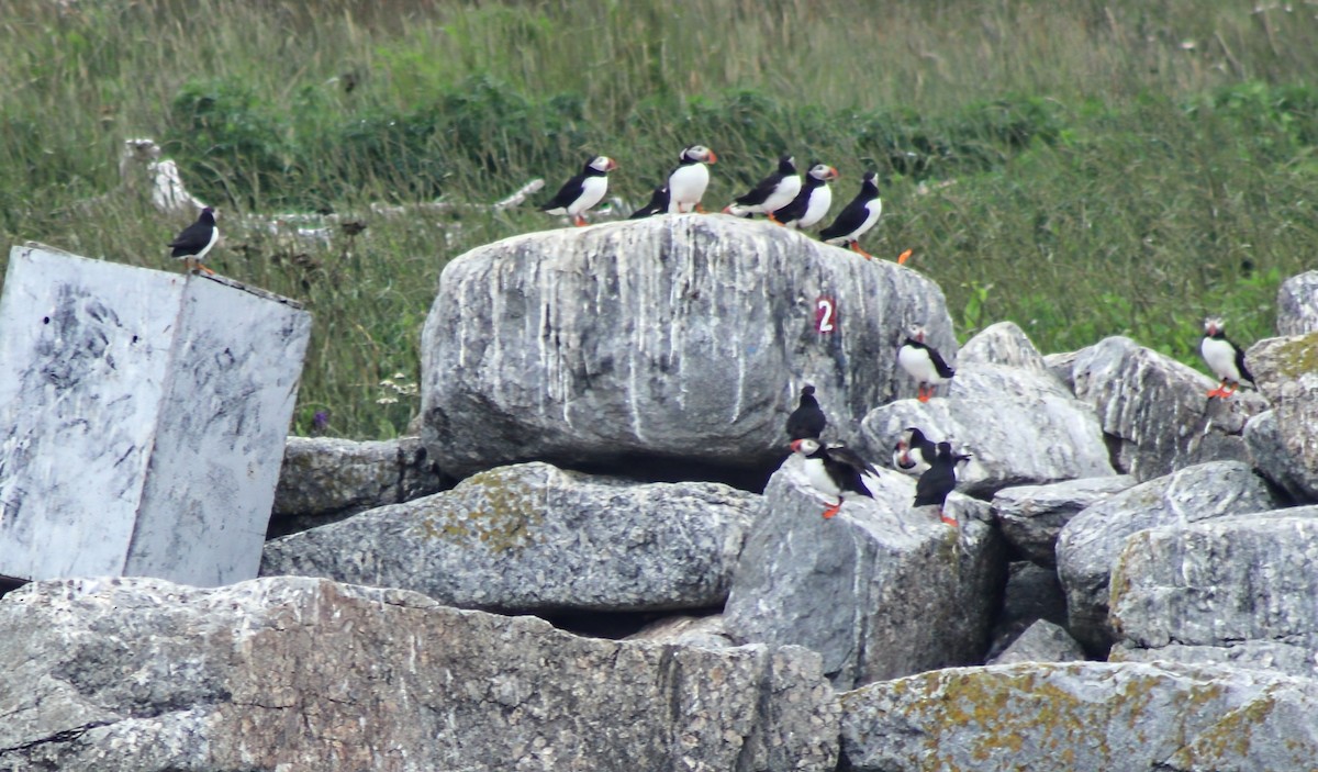 Atlantic Puffin - ML642213534