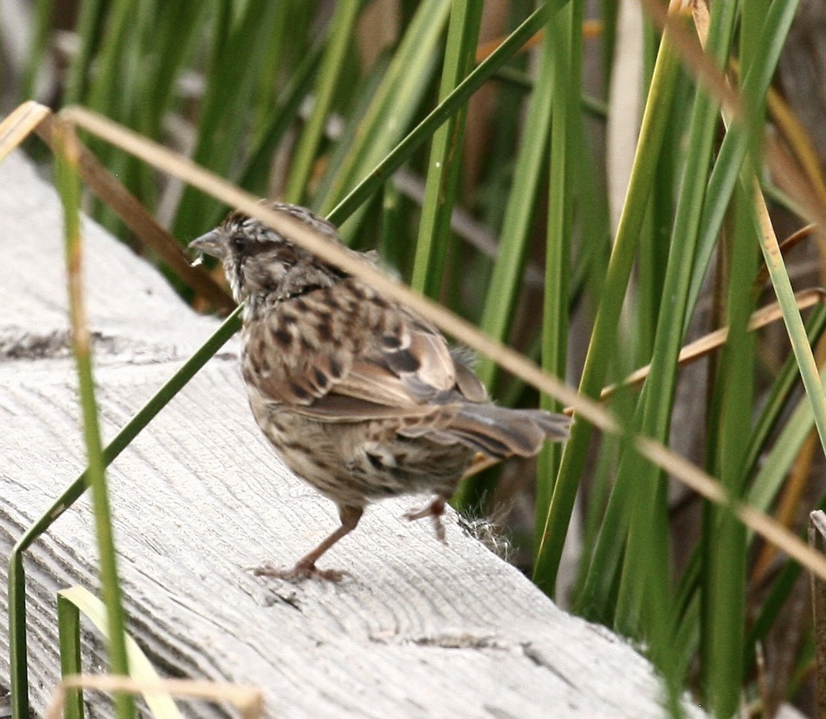 Song Sparrow - ML642213537