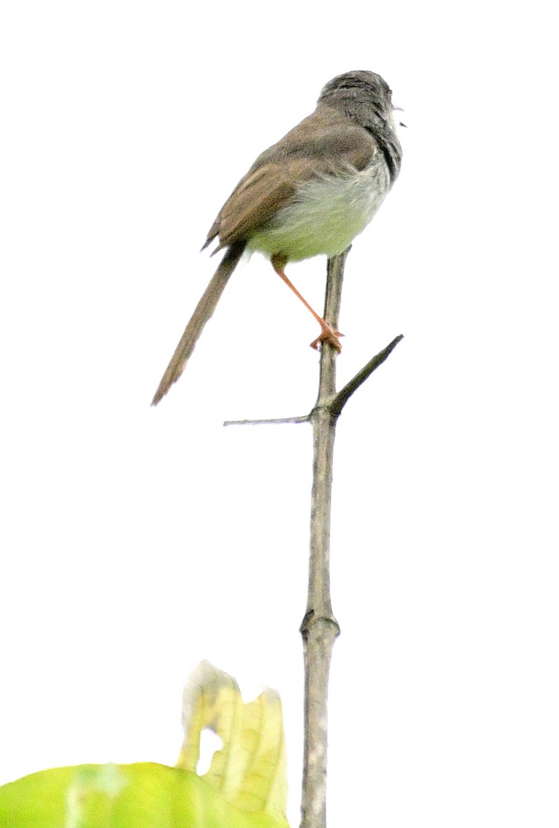 Gray-breasted Prinia - ML642213538