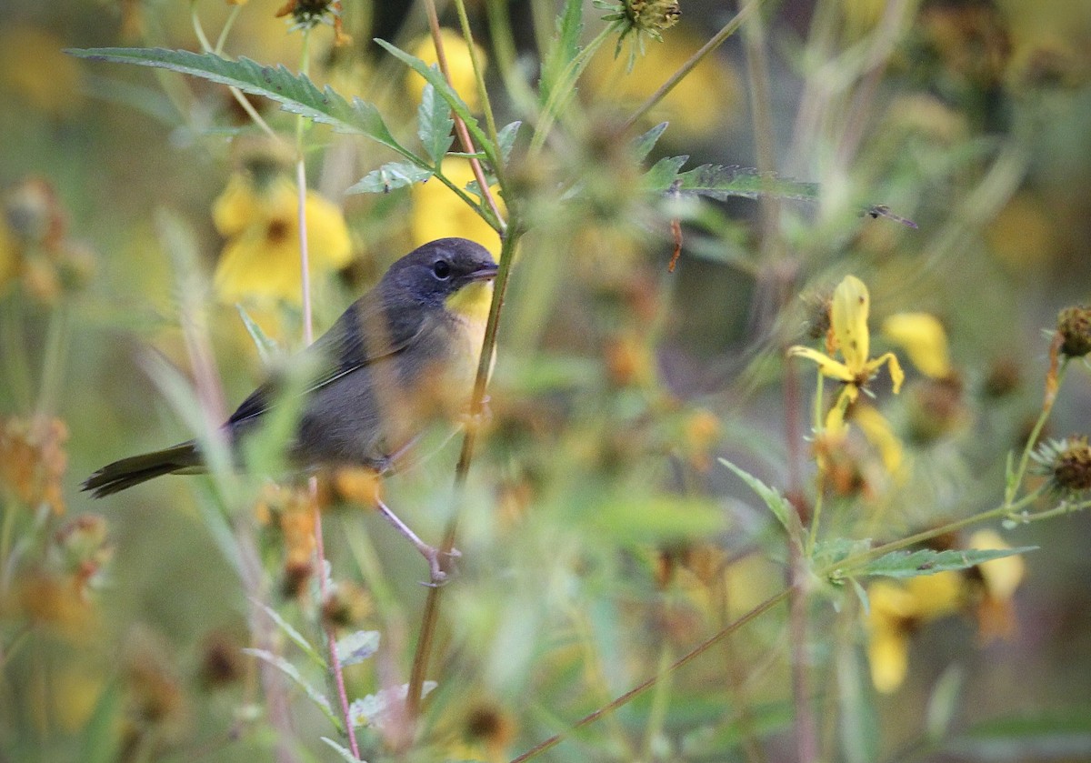 Common Yellowthroat - ML642213539