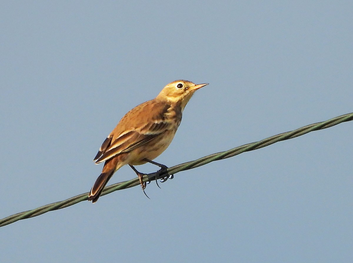 linduška tundrová - ML642213540