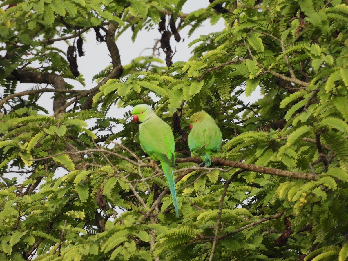 Rose-ringed Parakeet - ML642213542