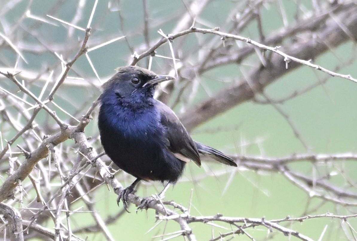 Indian Robin - ML642213544
