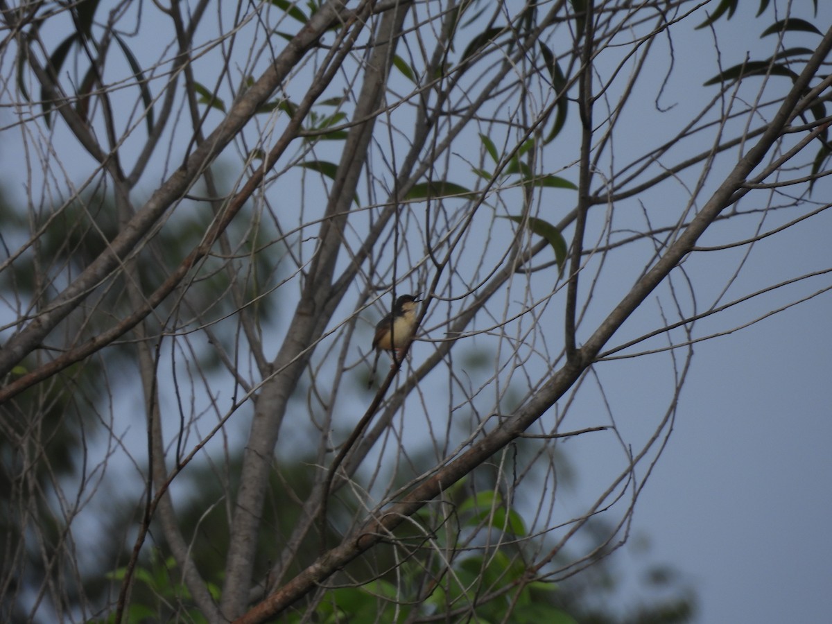 Ashy Prinia - ML642213548