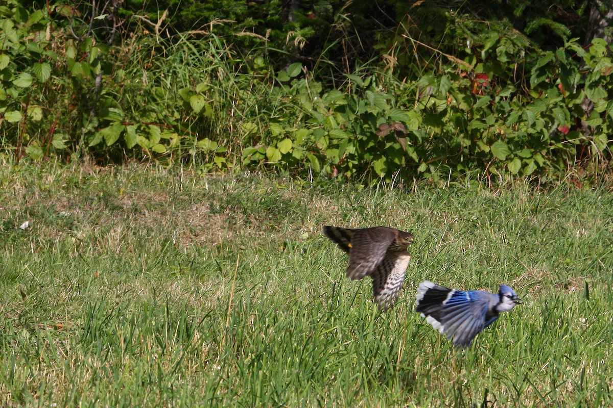 Sharp-shinned Hawk - ML642213549