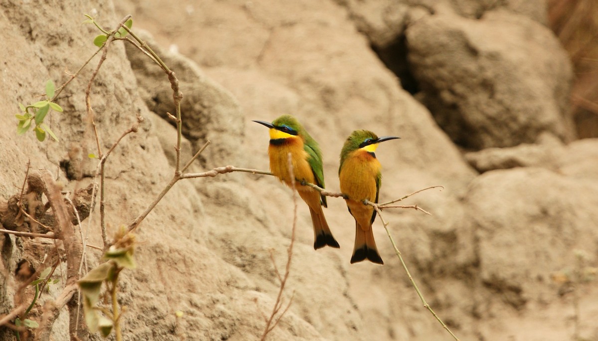 Little Bee-eater - ML642213551