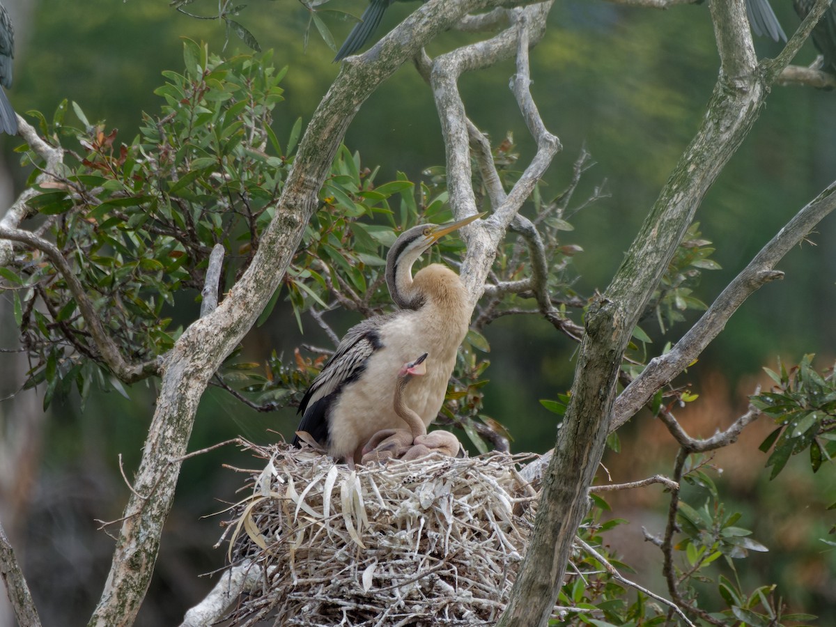 Anhinga Australiana - ML642213560