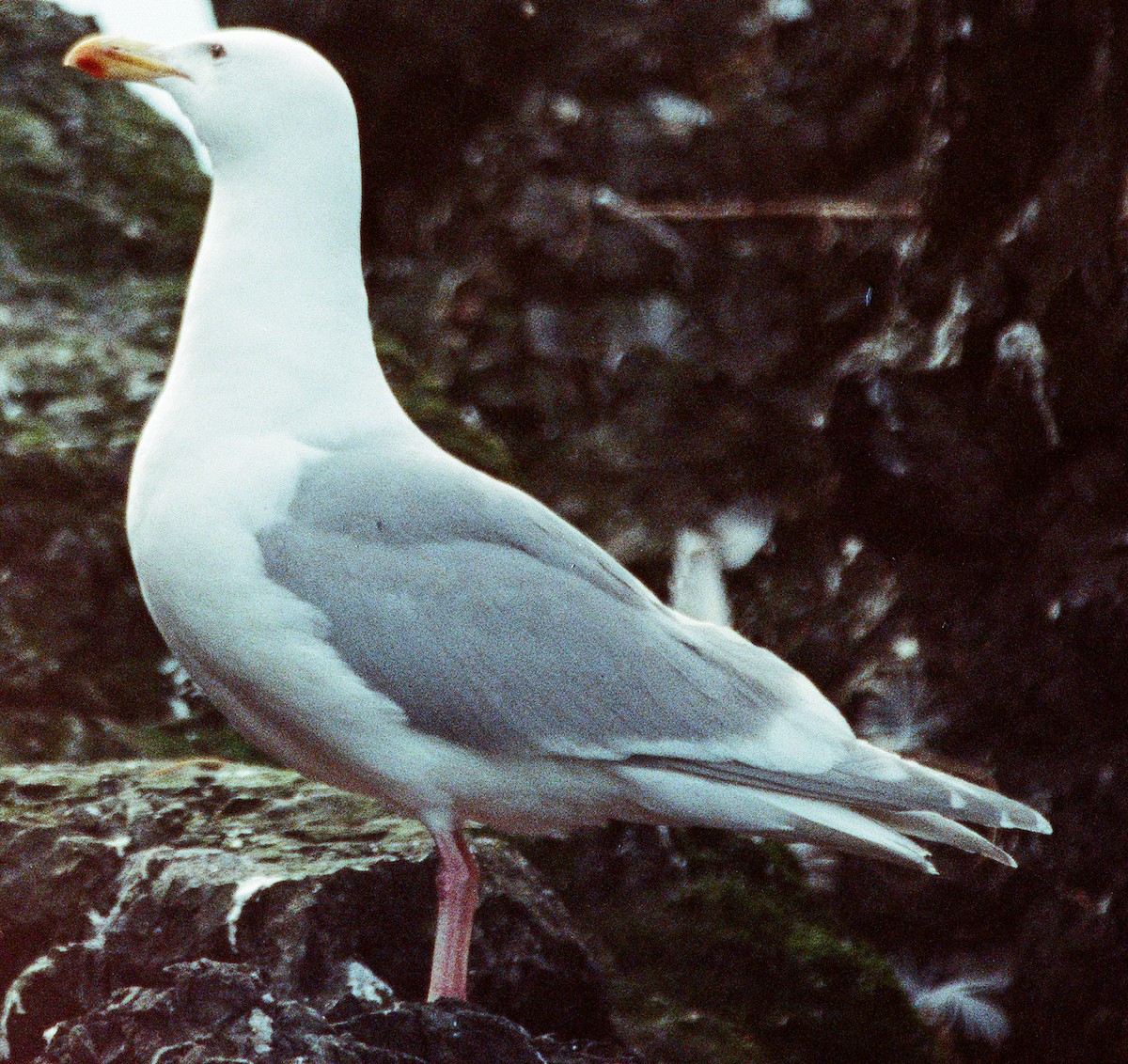 Gaviota de Bering - ML642213564