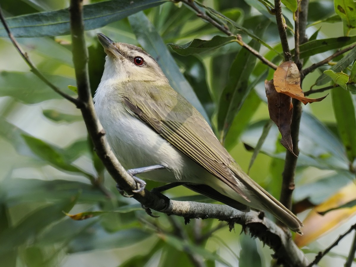 Vireo Ojirrojo - ML642213578