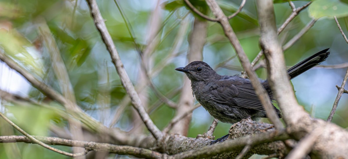 Pájaro Gato Gris - ML642213582