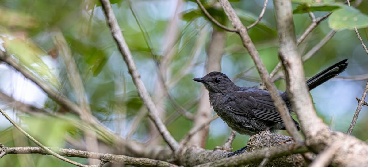 Pájaro Gato Gris - ML642213583