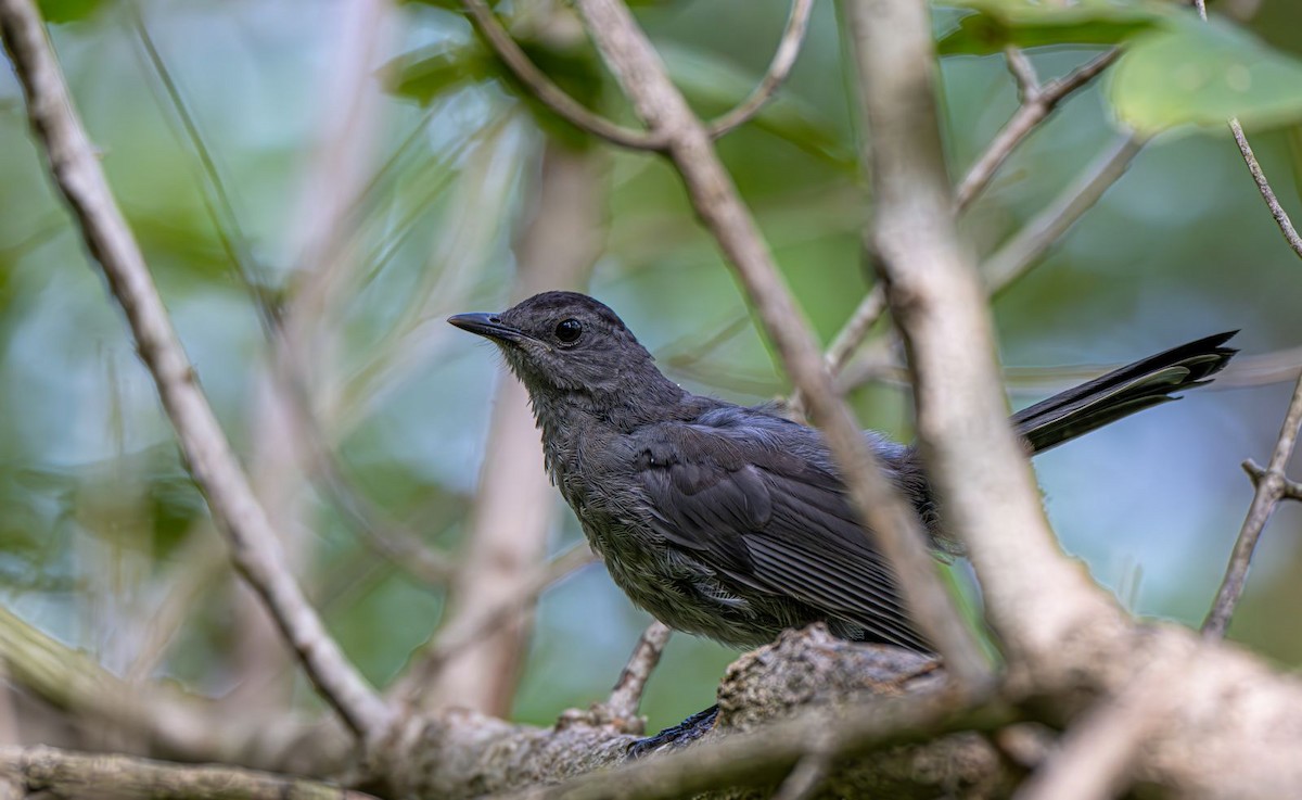 Pájaro Gato Gris - ML642213584