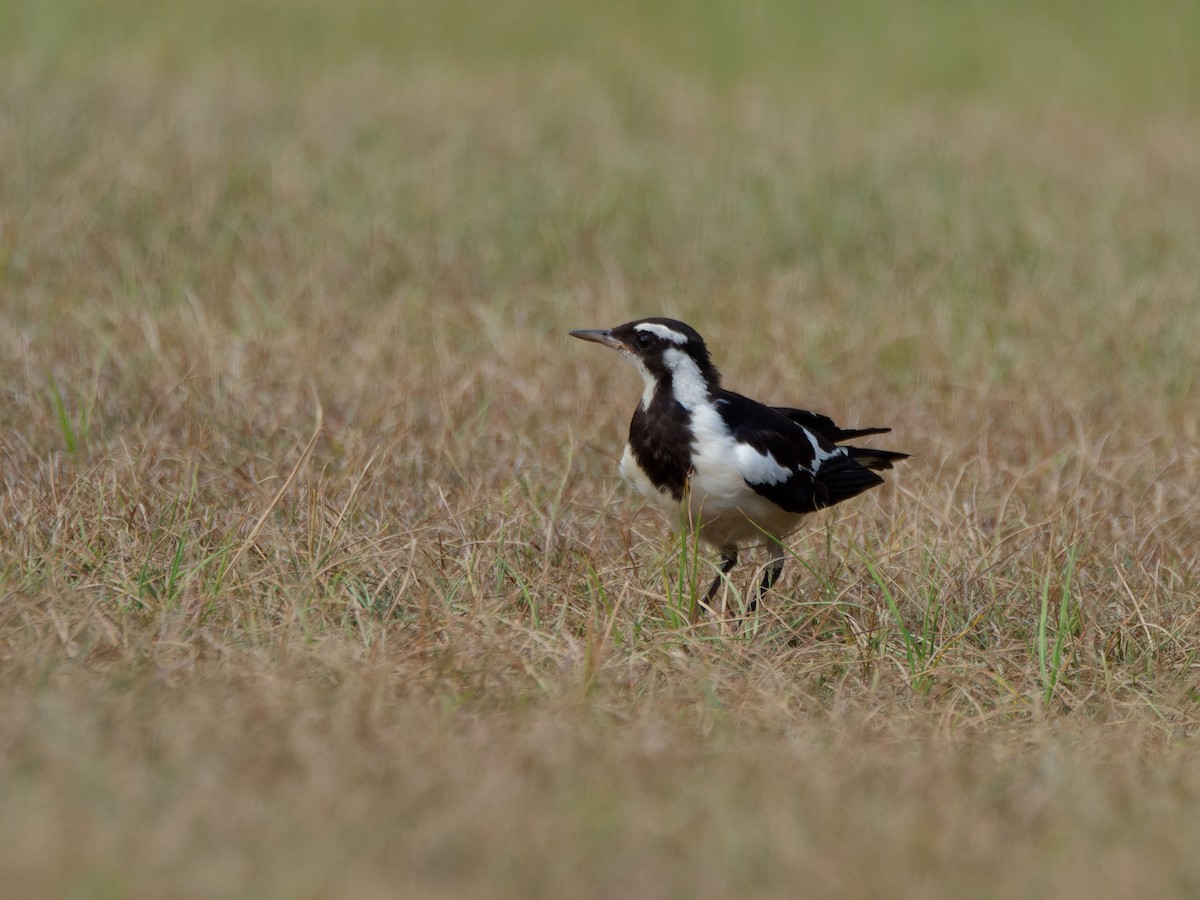 Grallina Australiana - ML642213589