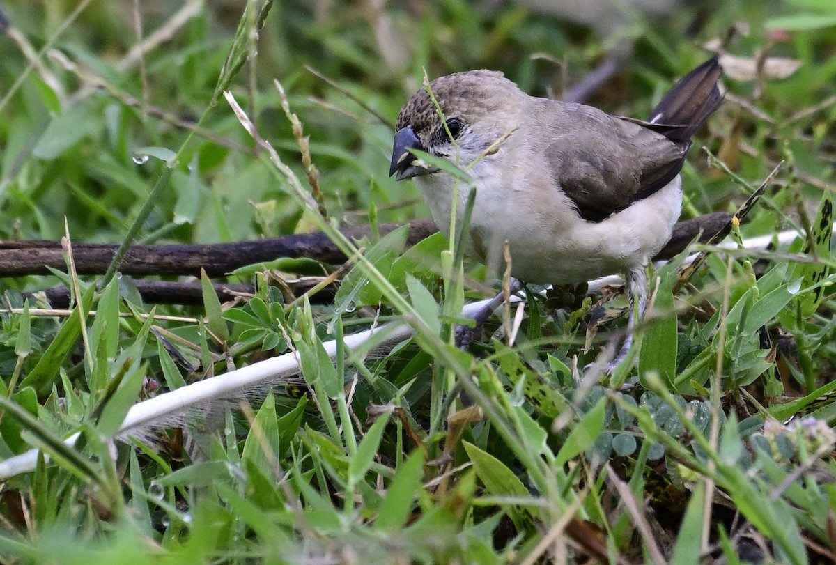 Indian Silverbill - ML642213590