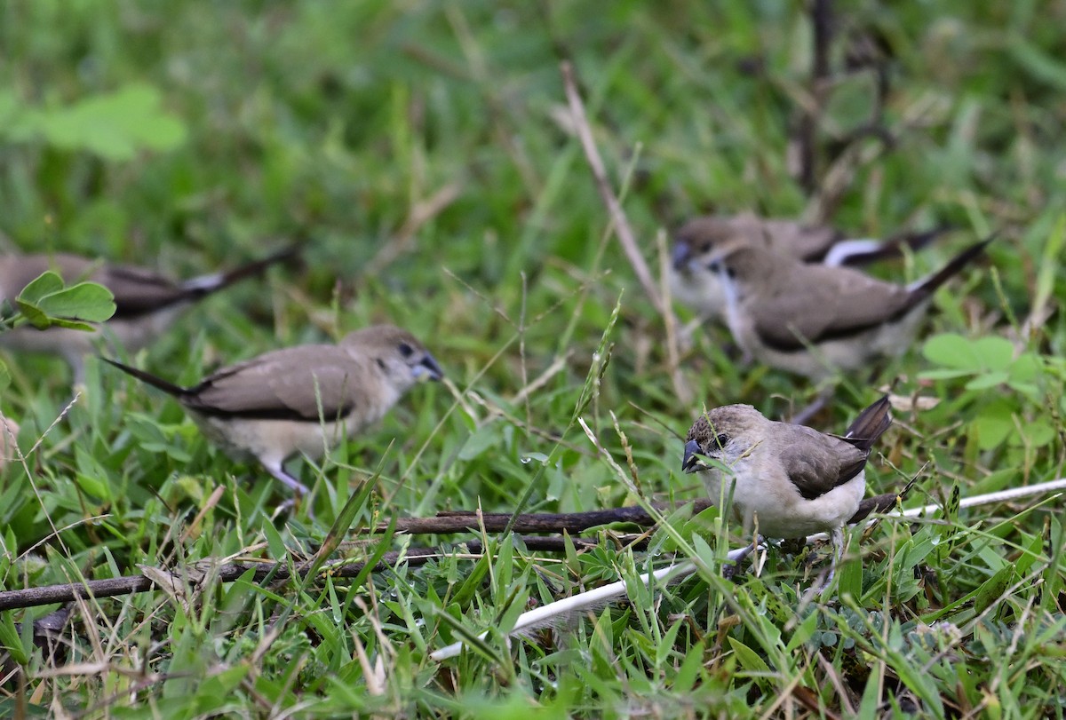 Indian Silverbill - ML642213591