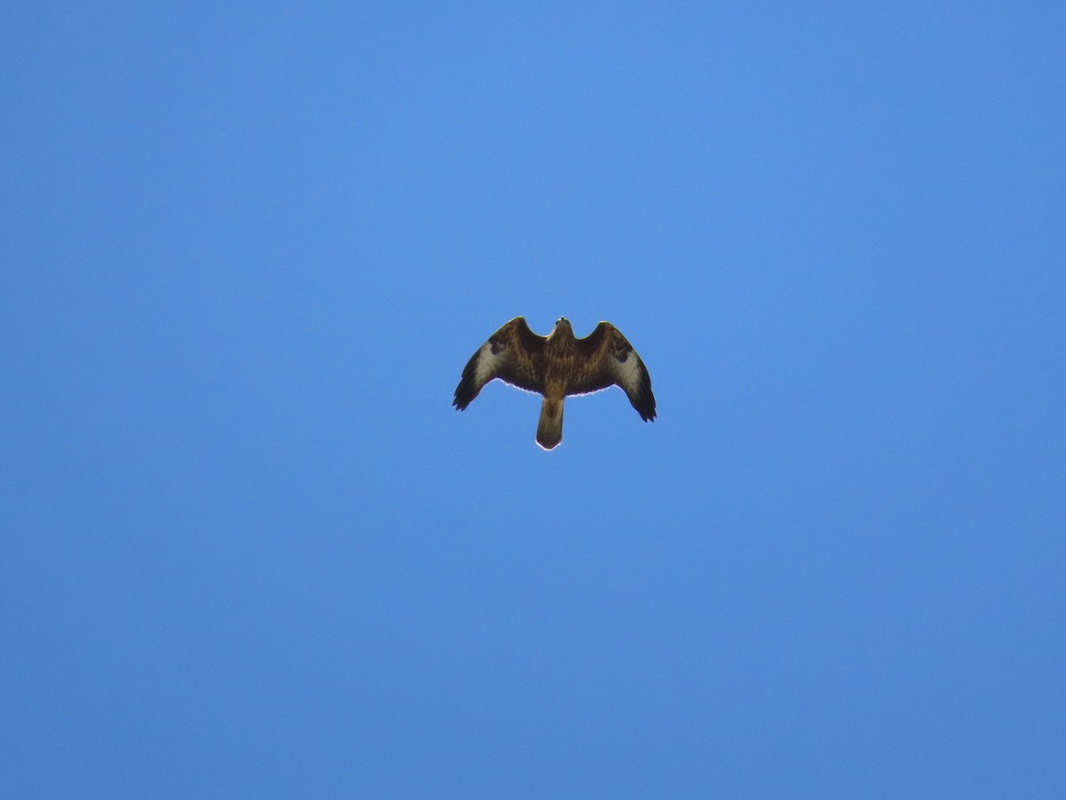 Common Buzzard (Western) - ML642213597