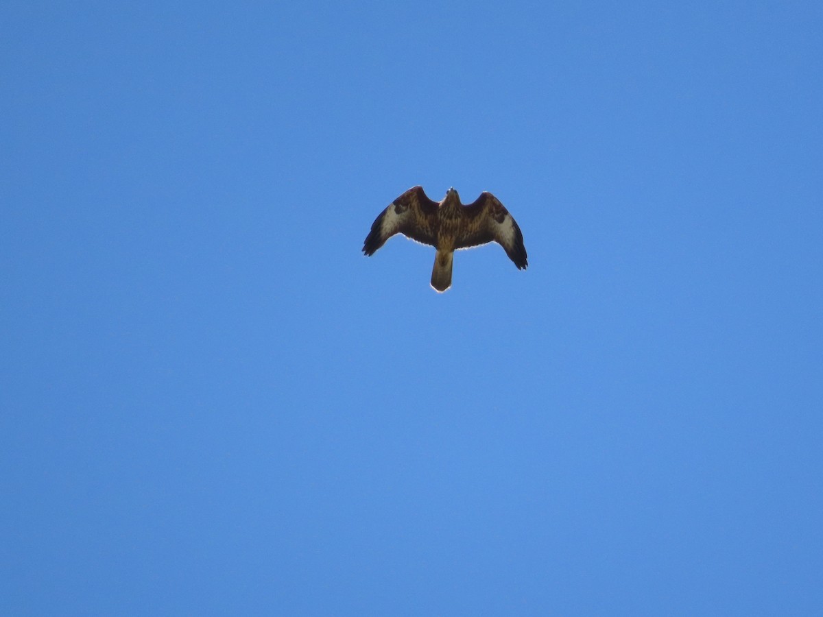 Common Buzzard (Western) - ML642213598