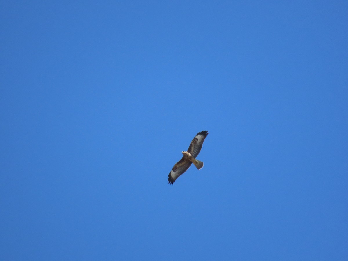 Common Buzzard (Western) - ML642213599