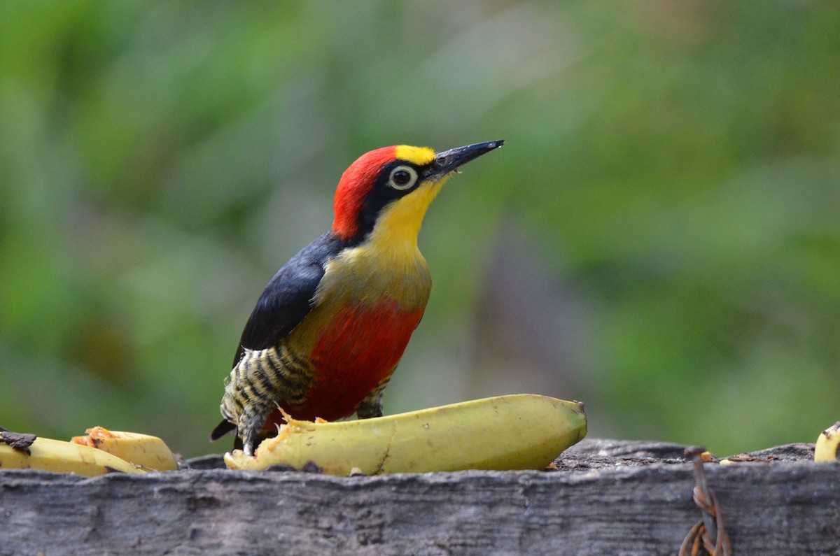 Yellow-fronted Woodpecker - ML642213604