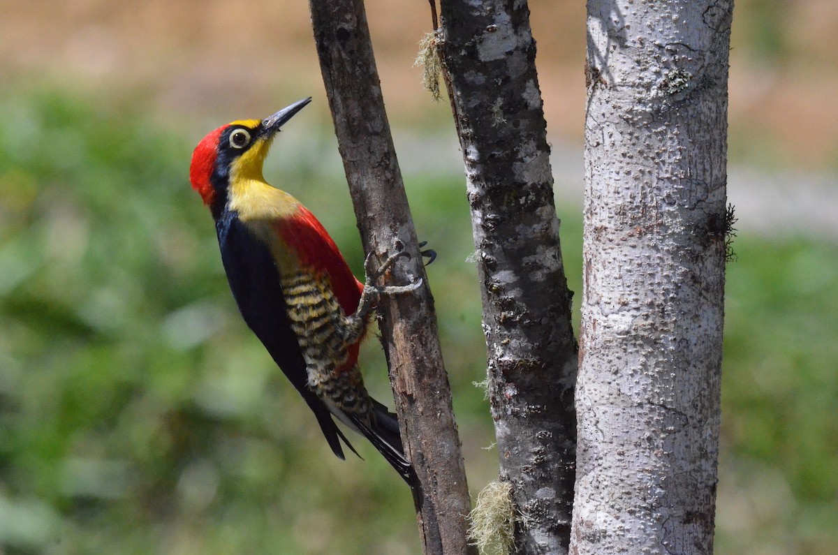 Yellow-fronted Woodpecker - ML642213606