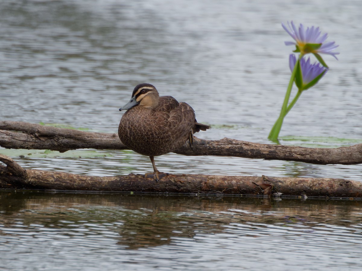 Pacific Black Duck - Yasuko Chow
