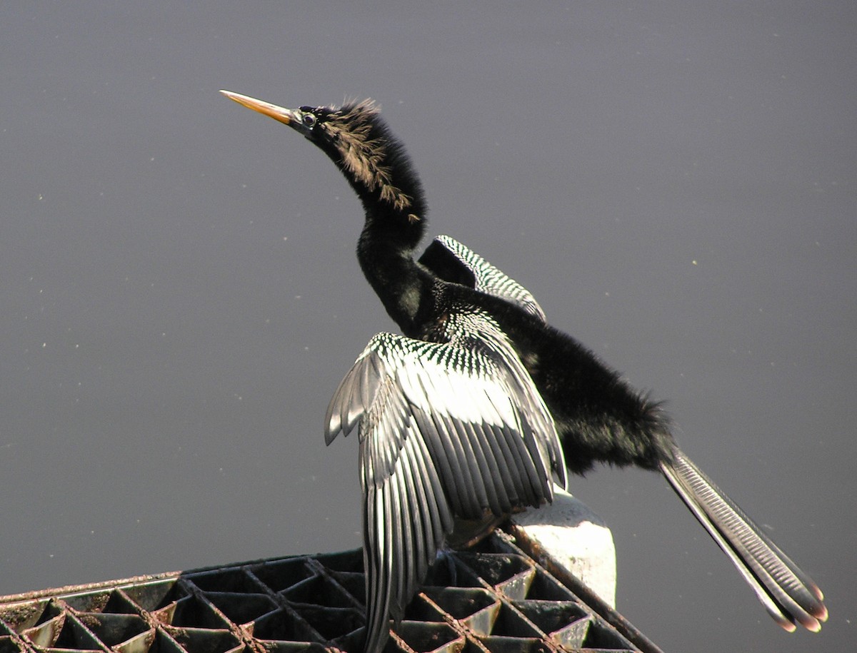 Anhinga - ML642213631