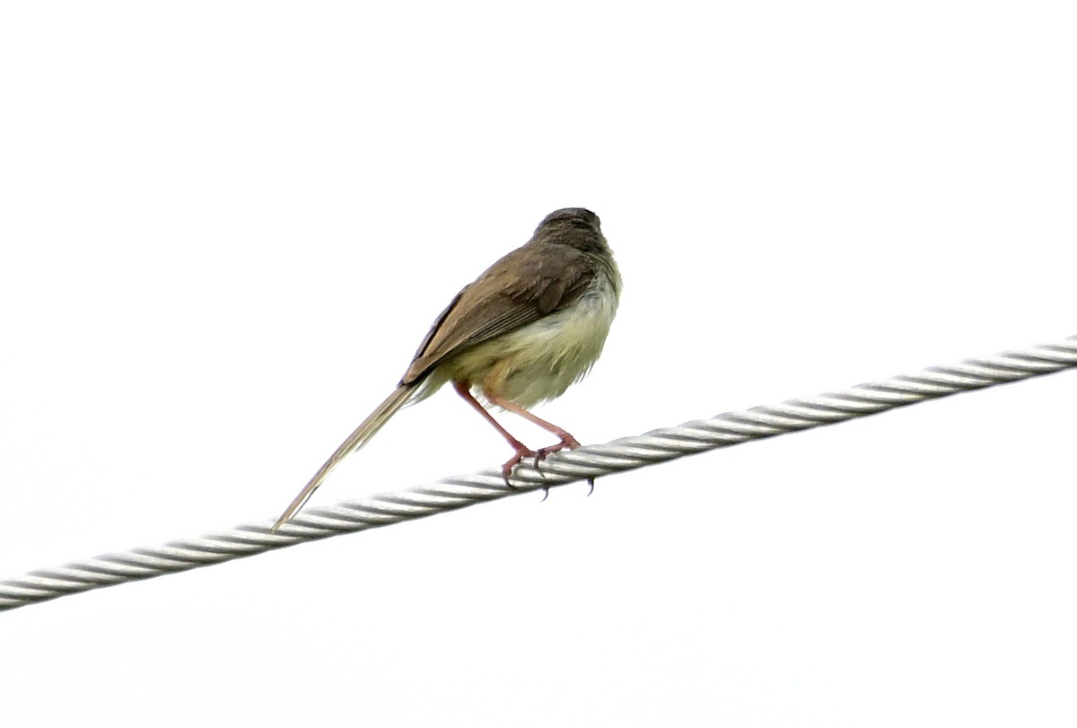 Jungle Prinia - ML642213633
