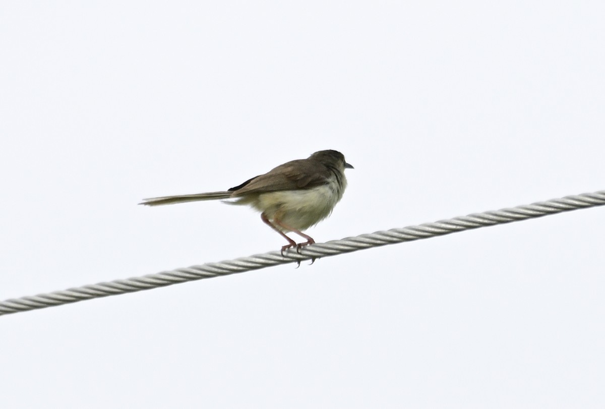 Jungle Prinia - ML642213634