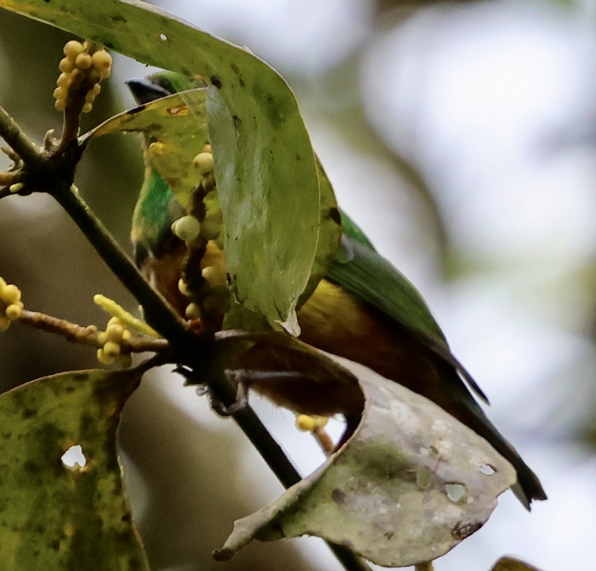 Chestnut-breasted Chlorophonia - ML642213635