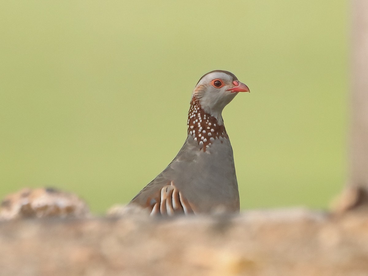 Barbary Partridge - ML642213638