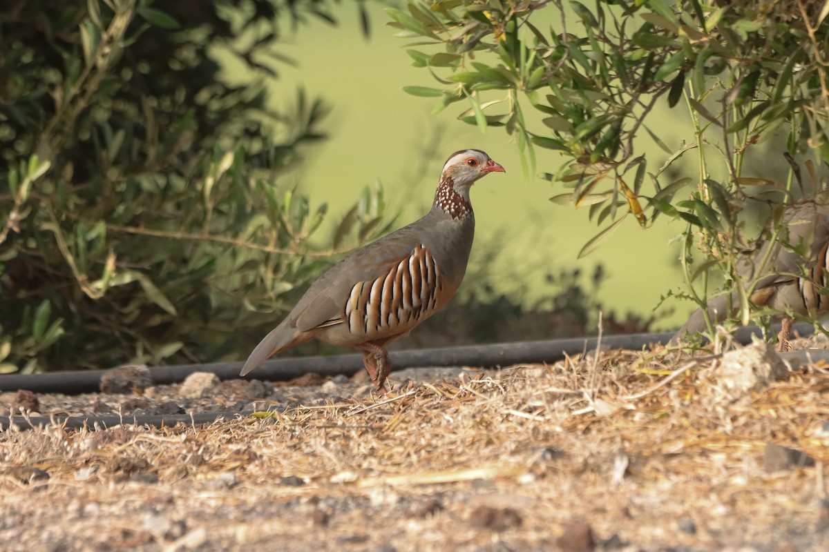 Barbary Partridge - ML642213640