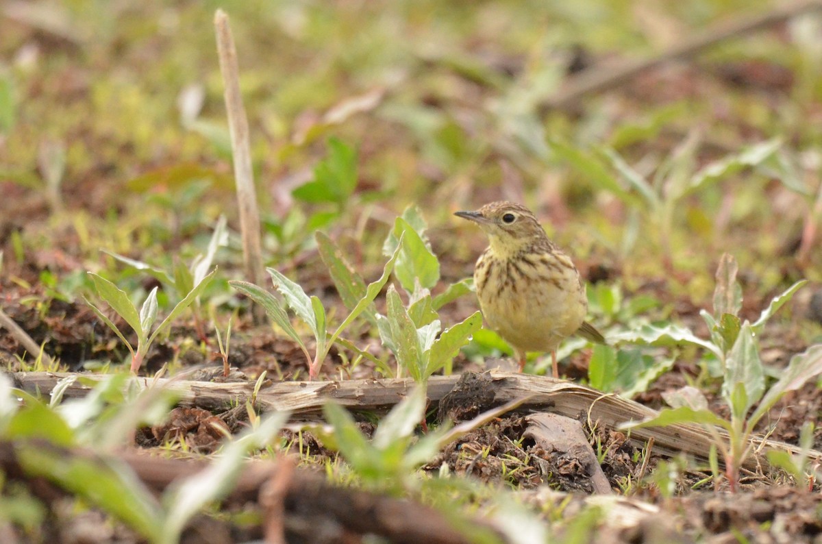 Yellowish Pipit - ML642213659
